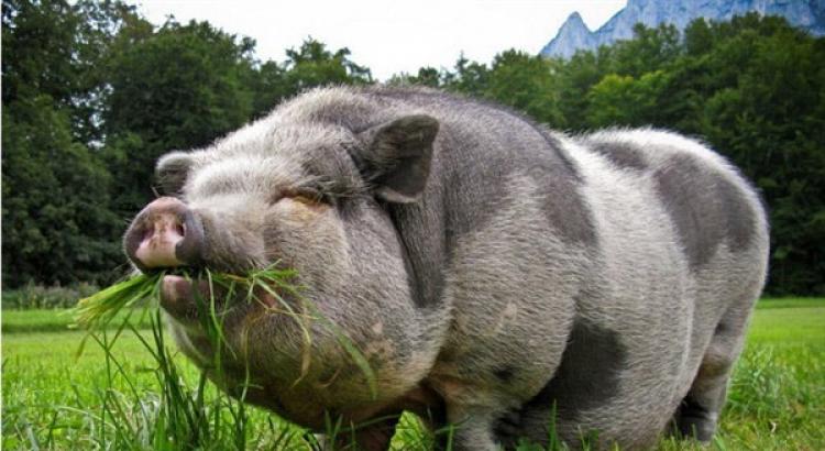 Как определить вес свиньи без весов по обмерам По категории упитанности