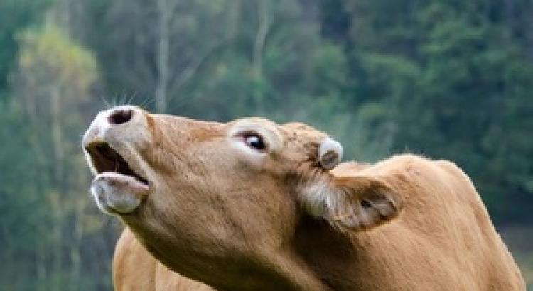 Почему коровы мычат: причины и приметы, звук коровы и телёнка Причины, по которым мычат коровы
