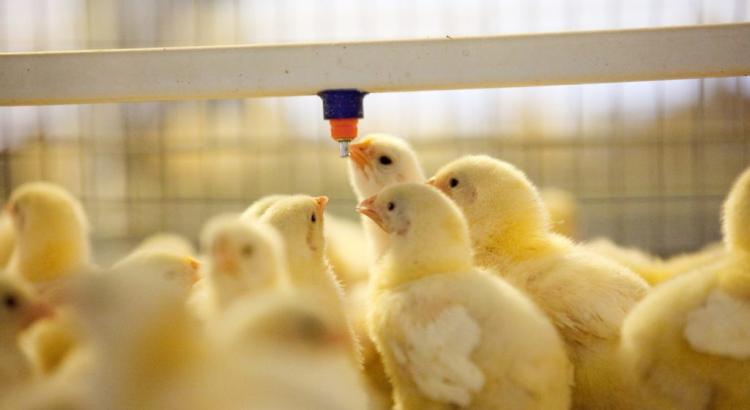 Как выращивать цыплят несушек в домашних условиях?