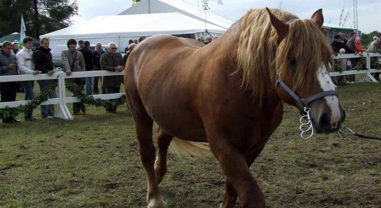 Тяжелоупряжная порода: брабансон Бельгийская лошадь
