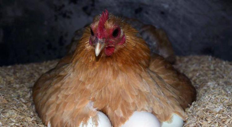 Организовываем выращивание цыплят с наседкой в домашних условиях